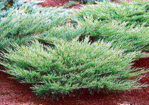 the best varieties of juniper