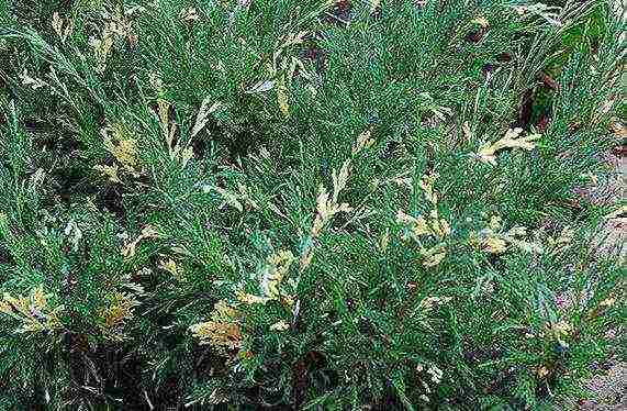 the best varieties of juniper