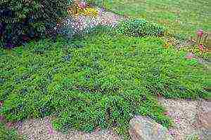 the best varieties of juniper