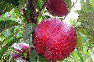 the best varieties of nectarine