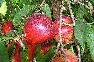 the best varieties of nectarine