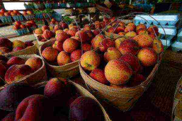 the best varieties of nectarine