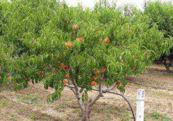 the best varieties of nectarine