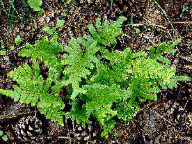 the best fern varieties