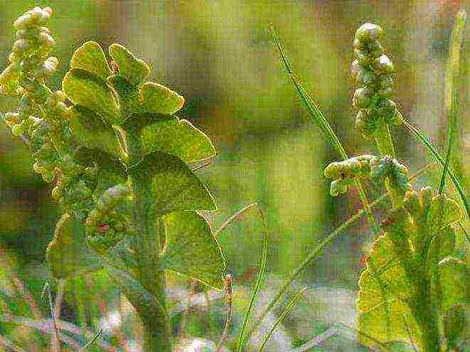 the best fern varieties