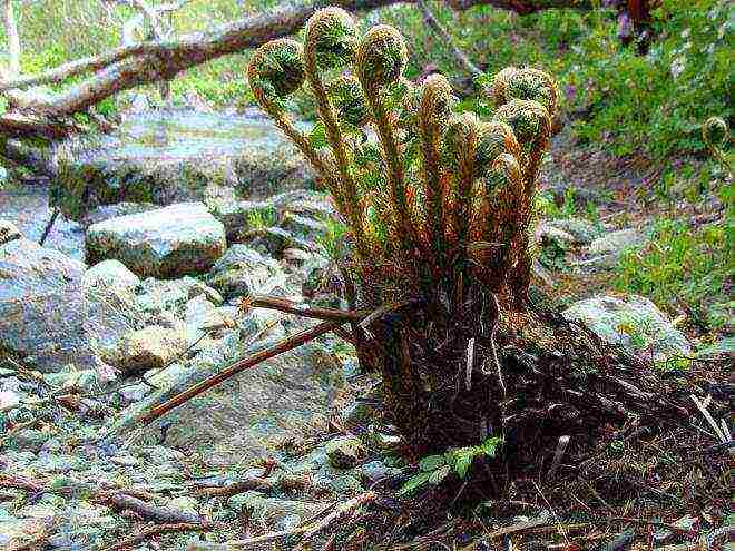 the best fern varieties