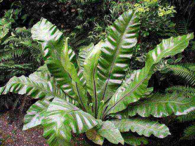 the best fern varieties