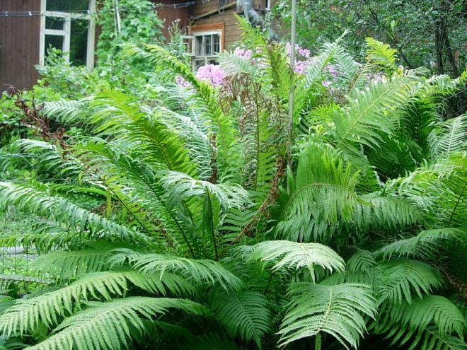 the best fern varieties