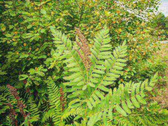 the best fern varieties