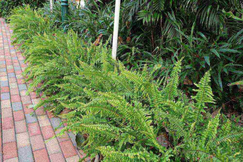 the best fern varieties