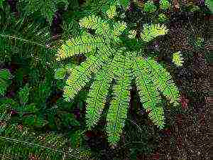 the best fern varieties