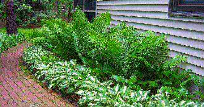 the best fern varieties