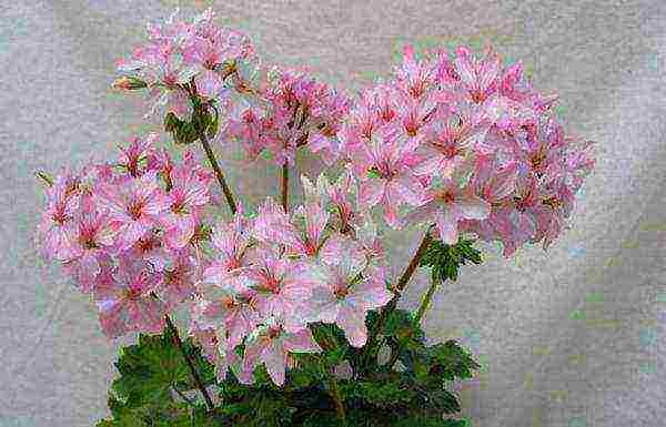 Pelargonium พันธุ์ที่ดีที่สุด