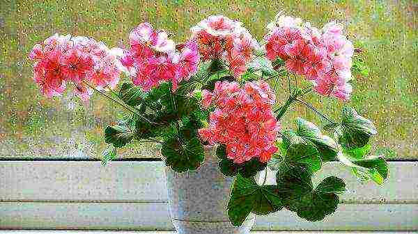 Pelargonium พันธุ์ที่ดีที่สุด