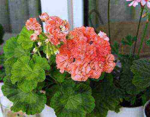 Pelargonium พันธุ์ที่ดีที่สุด