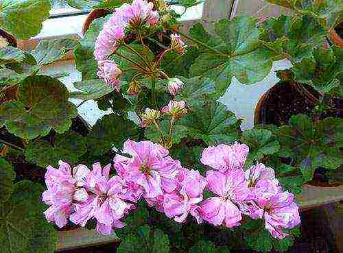 the best varieties of pelargonium