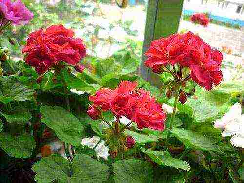 Pelargonium พันธุ์ที่ดีที่สุด