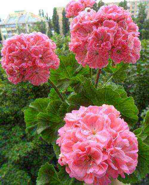 Pelargonium พันธุ์ที่ดีที่สุด