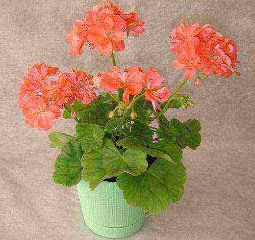 the best varieties of pelargonium