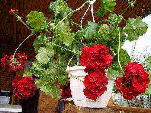 the best varieties of pelargonium