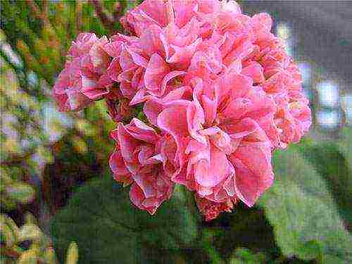 Pelargonium พันธุ์ที่ดีที่สุด