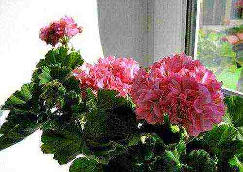 Pelargonium พันธุ์ที่ดีที่สุด