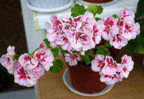 Pelargonium พันธุ์ที่ดีที่สุด