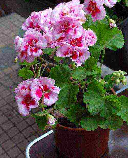 Pelargonium พันธุ์ที่ดีที่สุด