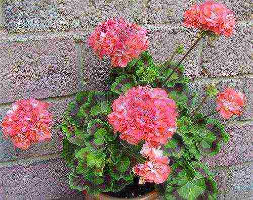 Pelargonium พันธุ์ที่ดีที่สุด