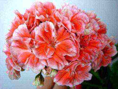 Pelargonium พันธุ์ที่ดีที่สุด