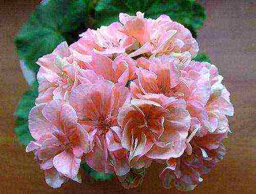 Pelargonium พันธุ์ที่ดีที่สุด