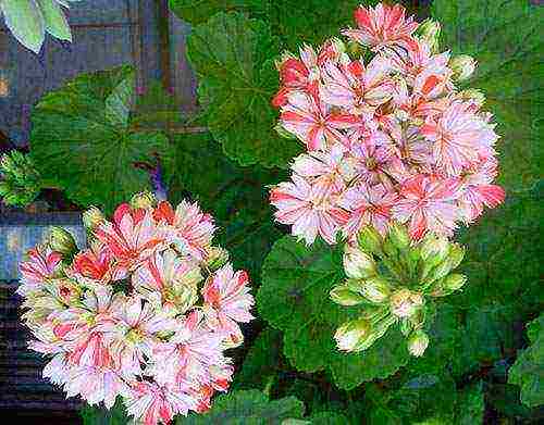 Pelargonium พันธุ์ที่ดีที่สุด