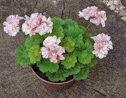 Pelargonium พันธุ์ที่ดีที่สุด