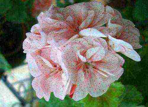 Pelargonium พันธุ์ที่ดีที่สุด