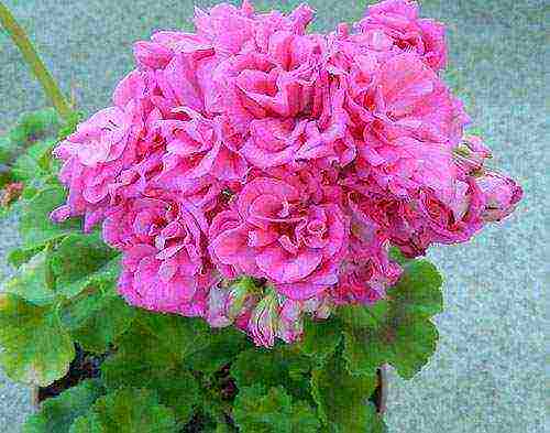 the best varieties of pelargonium