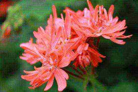 Pelargonium พันธุ์ที่ดีที่สุด