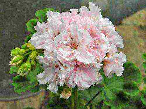 Pelargonium พันธุ์ที่ดีที่สุด