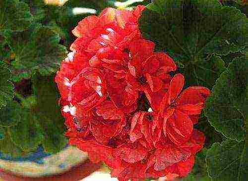 Pelargonium พันธุ์ที่ดีที่สุด