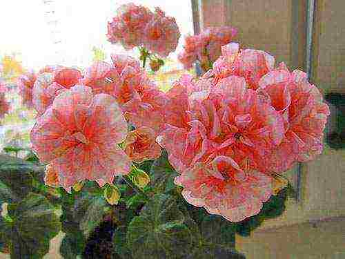 the best varieties of pelargonium