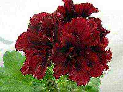 Pelargonium พันธุ์ที่ดีที่สุด