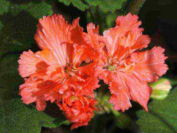 the best varieties of pelargonium