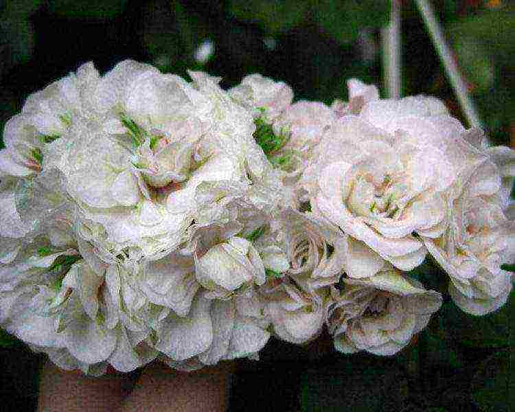 the best varieties of pelargonium