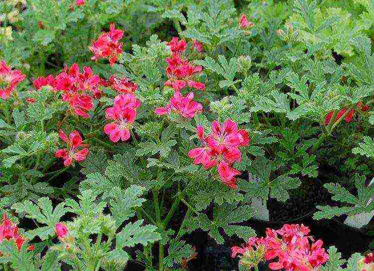 Pelargonium พันธุ์ที่ดีที่สุด