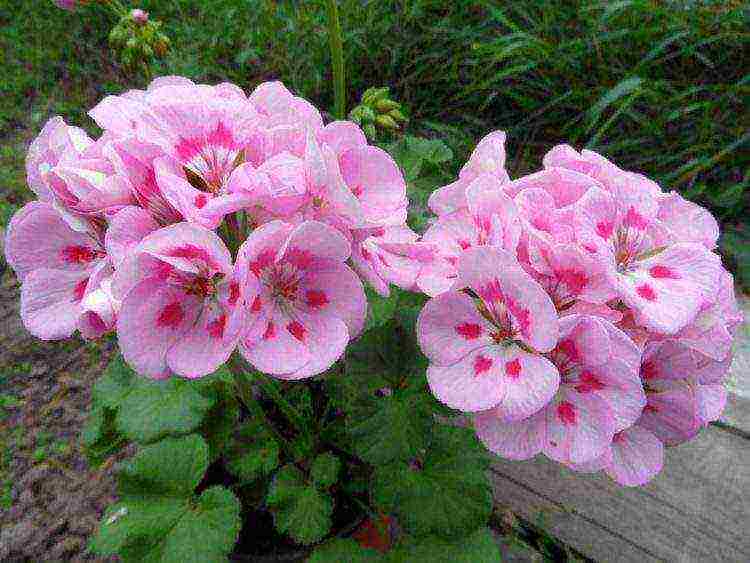 Pelargonium พันธุ์ที่ดีที่สุด