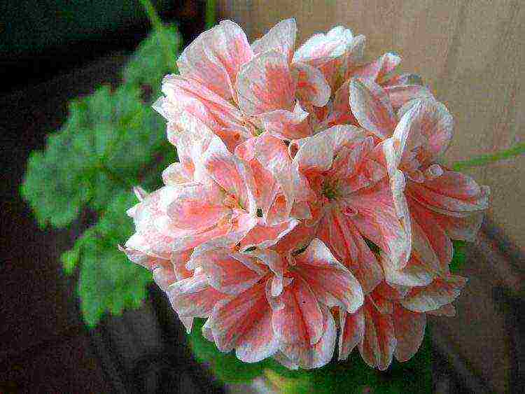 Pelargonium พันธุ์ที่ดีที่สุด