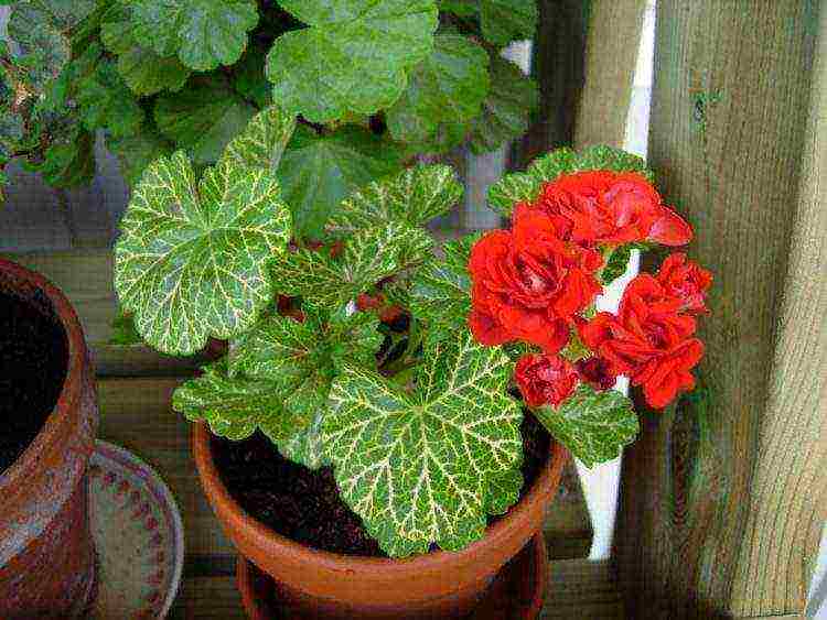 ang pinakamahusay na mga pagkakaiba-iba ng pelargonium