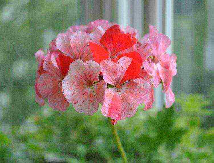 the best varieties of pelargonium