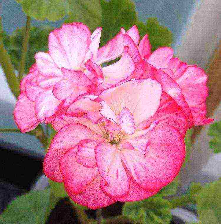 Pelargonium พันธุ์ที่ดีที่สุด