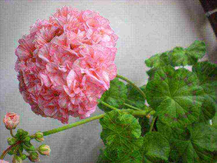 Pelargonium พันธุ์ที่ดีที่สุด