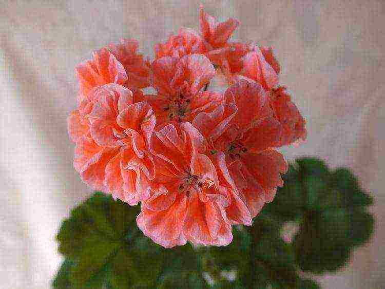 the best varieties of pelargonium